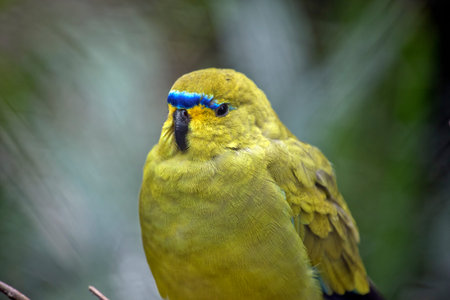 this is a close up of an elegant parrots
