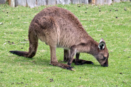 the joey kangaroo-Island kangaroo is grazing の写真素材