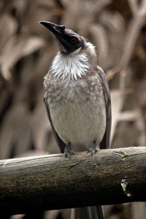 this is a close up of a noisy frair birdの写真素材