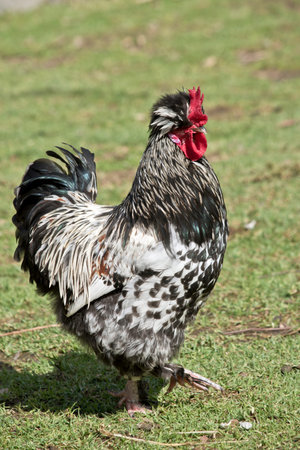 the black and white rooster is walking in a paddockの写真素材