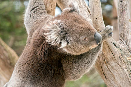 the koala is climbing the treeの写真素材