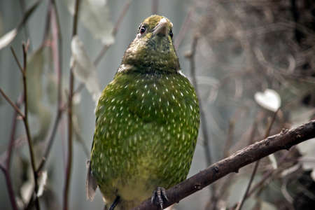 this is a close up of a green catbirdの写真素材