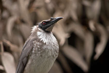 this is a close up of a noisy frair birdの写真素材