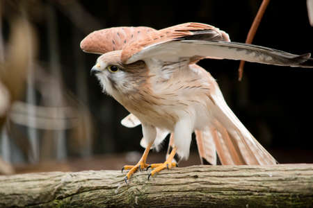 this is a close up of a nankeen kestrel stretchingの写真素材