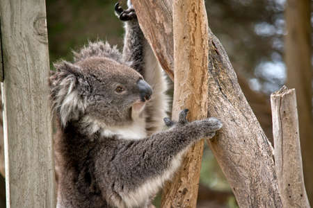 this is a close up of a koalaの写真素材