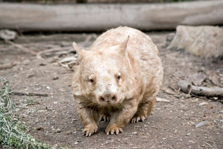 this is a close up of a wombatの写真素材