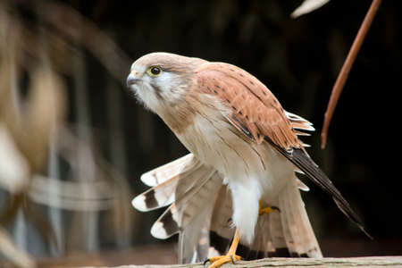 this is a close up of a nankeen kestrelの写真素材