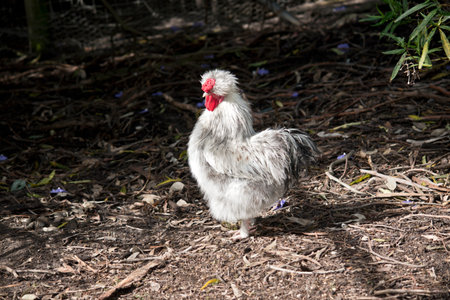 the silkie chicken is wandering around looking for foodの写真素材