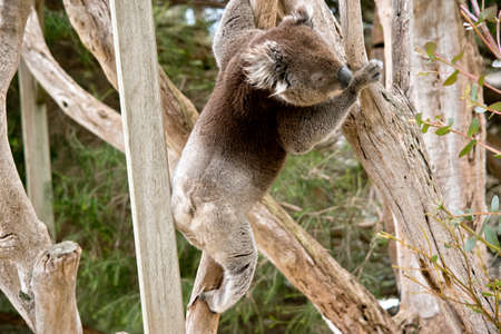 the koala is climbing the treeの写真素材