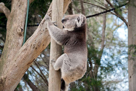 the koala is climbing the treeの写真素材