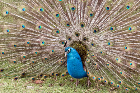 the male peacock is displaying all his tail featers trying to attract a mateの写真素材