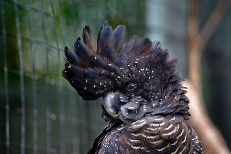 this is a close up of a female red tailed black cockatooの写真素材