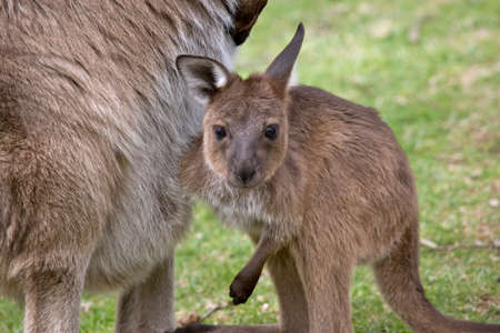the joey kangaroo-Island kangaroo has it paw in its mothers pouchの写真素材