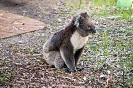 the koala is sitting on the groundの写真素材