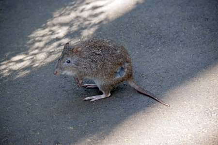the long nose potoroo is looking for food