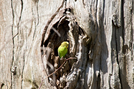 the parakeet is resting in a hollow in a tree