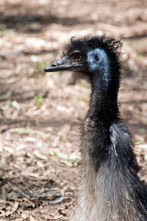 this is a close up of an emuの写真素材