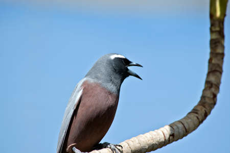 the white browed woodswallow is perched on a tree branchの写真素材