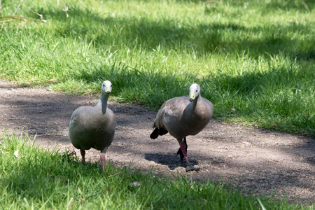 the Cape Barren geese are walking down a footpathの写真素材