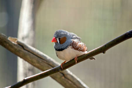 this is a close up of a zebra finchの写真素材