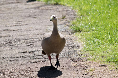 the Cape Barren goose is walking down a footpathの写真素材