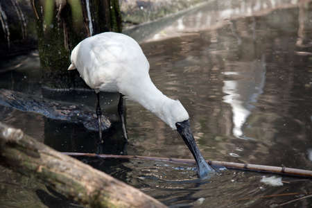 the royal spoonbill is wading in the water looking for foodの写真素材