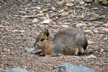 the Patgonian Mara is resting in the dirtの写真素材