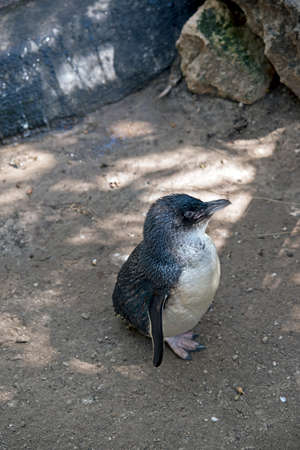 the penguin is standing in the sandの写真素材