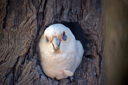the long beaked corella is in a tree hollowの写真素材