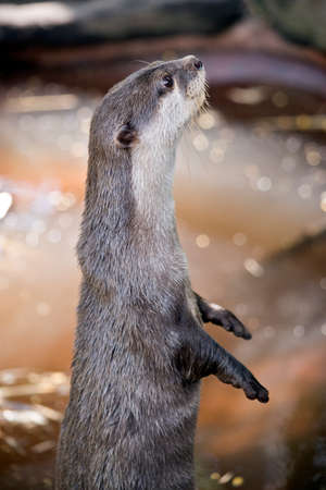 the otter is standing on his hind legsの写真素材