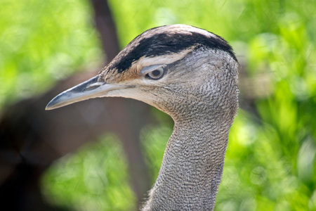 this is a close up of a female Australian bustard