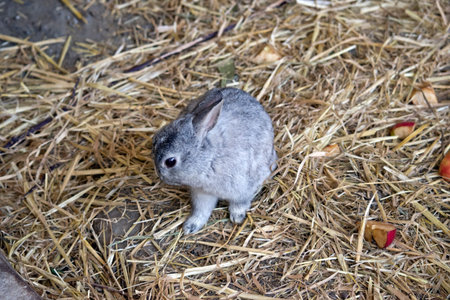 this baby bunny is in a bed of hayの写真素材