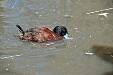 the billed duck has his bill in the waterの写真素材