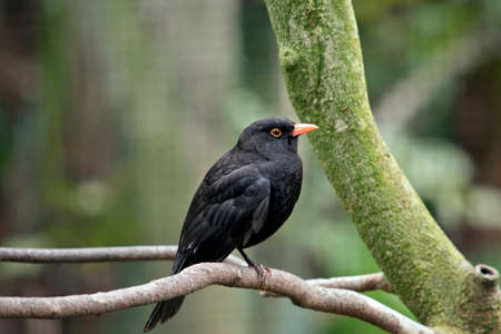 This is the side view of a black birdの写真素材