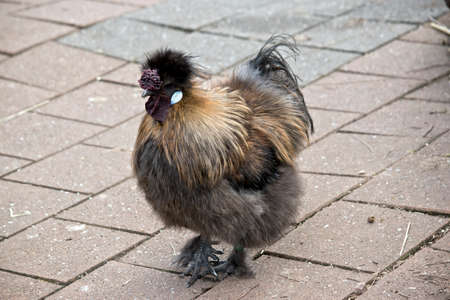 The chicken is looking for food to eatの写真素材