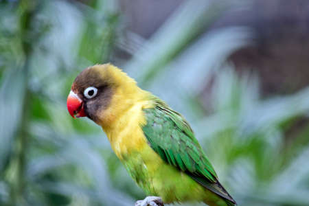 This is a close up of a masked lovebirdの写真素材