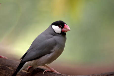 This is a close up of a java sparrowの写真素材