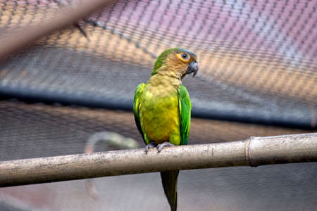 The brown throated conure is in an  avairyの写真素材