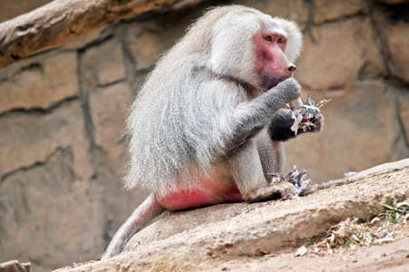 the baboon is sitting eating leavesの写真素材