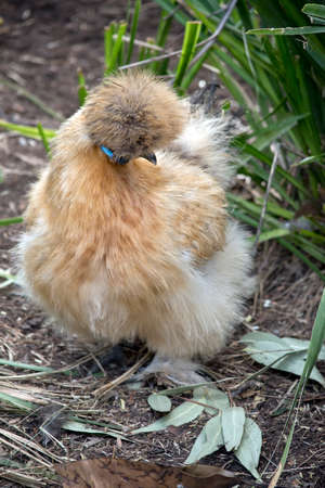 the silkie chicken is looking for food to eatの写真素材