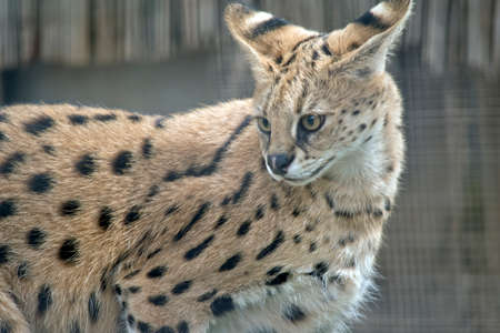 This is a close up of a servalの写真素材