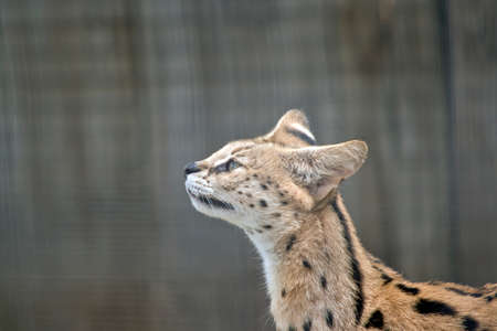 This is the side view of a servalの写真素材