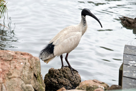The white ibis is on the rocks