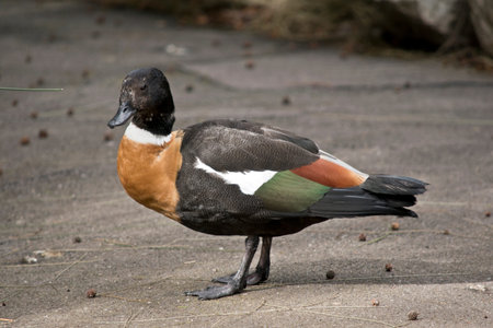 This is a side view of an Australian shelduck