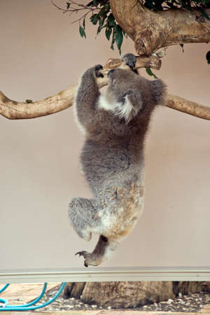 the koala is hanging onto the treeの写真素材