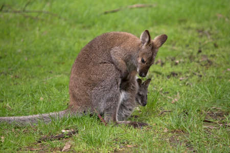 this is a red neck wallaby with a joey in her pouchの写真素材
