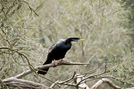 the darter is perched on a bush