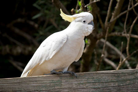 the sulphur crested cockatoo is on a park benchの写真素材