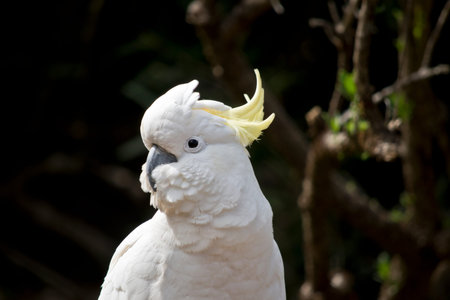this is a close up of a sulphur crested cockatoo