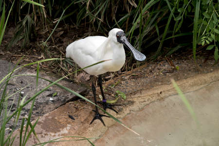the royal spoonbill is on the edge of the pondの写真素材